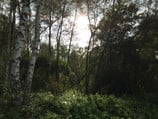 В лесу (без HDR)