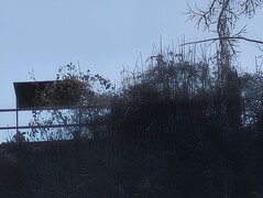 50-кратное увеличение