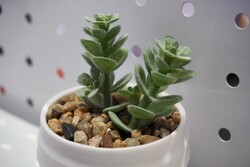 Этот принт выглядит убедительно!