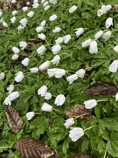 Пример снимка основной камеры