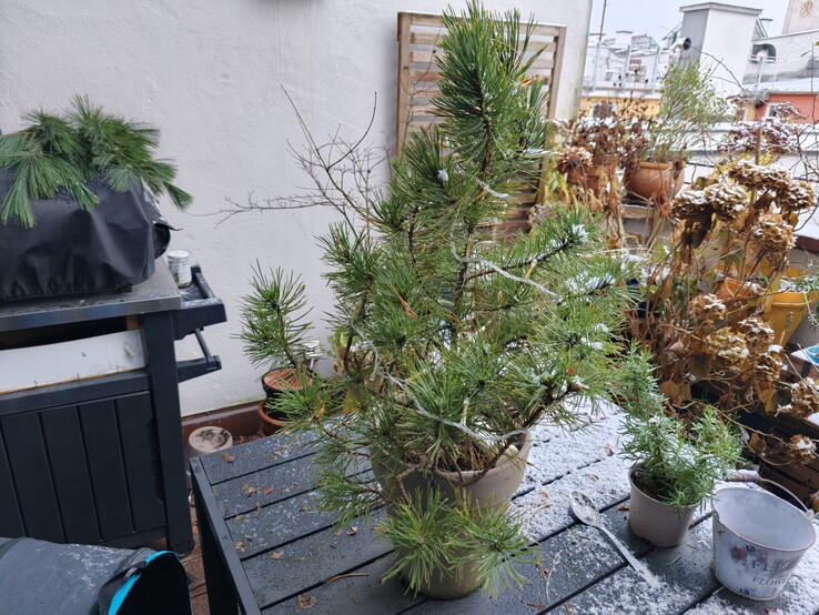 Фотография растения с Oppo Find X9.