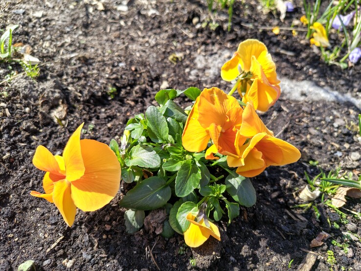 Motorola Edge 70 Fusion