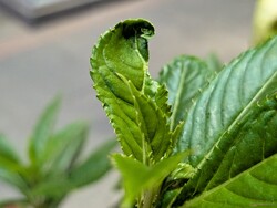 Макросъемка основной камерой