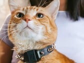 Трекер Fi Mini позволяет владельцам отслеживать физическую форму и местоположение своих питомцев. (Источник изображения: Fi)