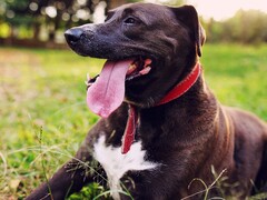 Собака, высунувшая язык изо рта (Источник изображения: Silvana Carlos через Unplash; обрезано)