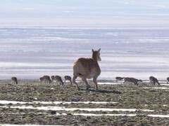 Робот-антилопа, разработанный компанией Deep Robotics, бродит по Тибетскому нагорью с конца июля. (Источник изображения: Globaltimes)