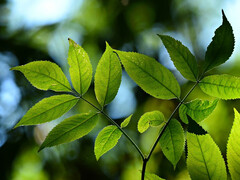 Используйте природу в качестве модели, чтобы получить больше энергии из света. (Изображение: pixabay/MabelAmber)