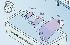 Ig Nobel присуждена японским исследователям за демонстрацию работы вентиляции заднего прохода у животных. (Источник изображения: Энтеральная вентиляция у млекопитающих облегчает дыхательную недостаточность, работа R. Okabe и др.)