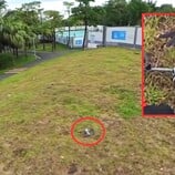 Случайно обнаруженный в парке горным велосипедистом: DJI Mini 5 Pro, запуск которого ожидается уже в августе. (Источник изображения: Mauro Tandoi, отредактировано)