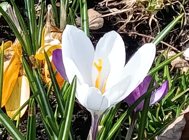 Lenovo Tab K11 Gen 2: Основная камера с 8-кратным зумом