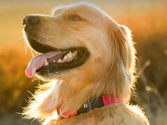 Фитнес-ошейник Fi Series 3+ позволяет владельцам собак отслеживать местоположение и состояние здоровья своего питомца. (Источник изображения: Fi)