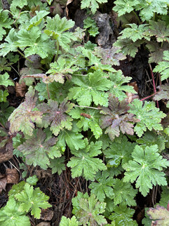 Пример снимка основной камеры