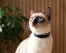 Cat 6 Mini записывает действия кошек.