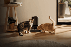 Умная кормушка для домашних животных Petlibro. Некоторые устройства не могут выдавать корм из-за сбоя в подаче электроэнергии.
