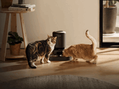 Умная кормушка для домашних животных Petlibro. Некоторые устройства не могут выдавать корм из-за сбоя в подаче электроэнергии.