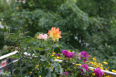 Для сравнения: снимок фотоаппарата Canon EOS 450D (11 Мп)