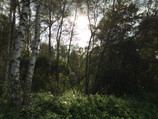 В лесу (без HDR)