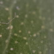 Камера-микроскоп: листик растения