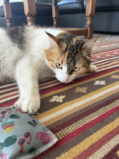 Пример снимка основной камеры